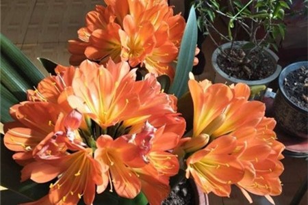 君子兰开花时间几月