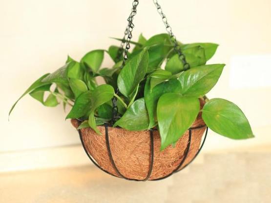 绿萝应该用什么肥料