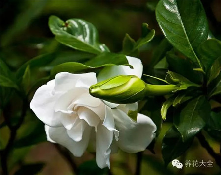 各种花卉养殖方法和注意