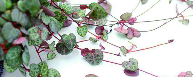 爱之蔓太长了怎么办(爱之蔓枝条能不能全部剪掉)