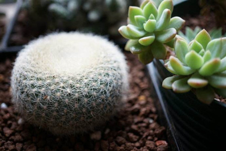 白雪光一年开几次花