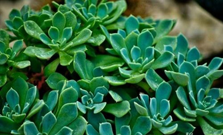 玉树掉叶什么原因怎么办