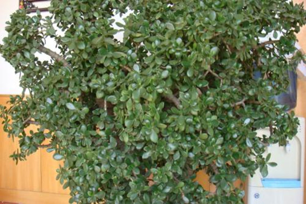 玉树在家掉叶子找对原因速效解决！(玉树掉叶什么原因怎么办)