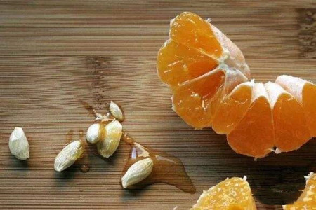 橘子籽怎么种出橘子