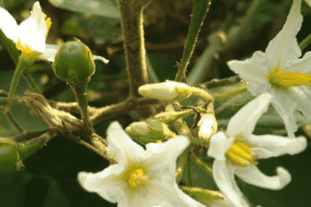 种茄子的六个步骤科学