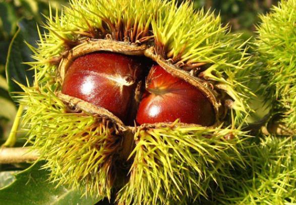 板栗里面的虫是什么虫怎么进去的