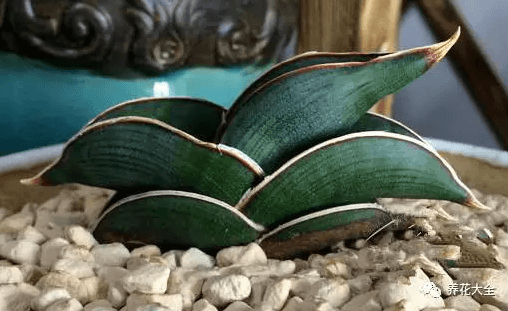 绿萝吊兰怎么种植