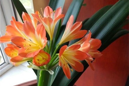 君子兰开花时间几月