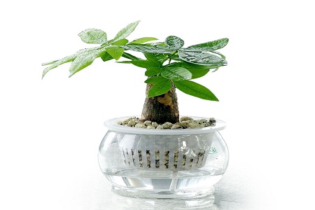 发财树水浇多了怎么办叶子发黄怎么挽救