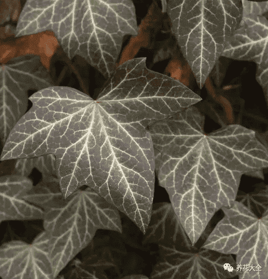 绿萝吊兰怎么种植