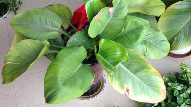 金钻为什么掉叶子发黄黄叶枯萎的原因及补救办法(金钻叶子发黄掉叶子怎么回事)