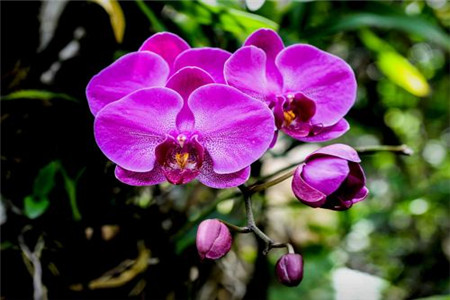 蝴蝶兰怎么繁殖出幼苗图解