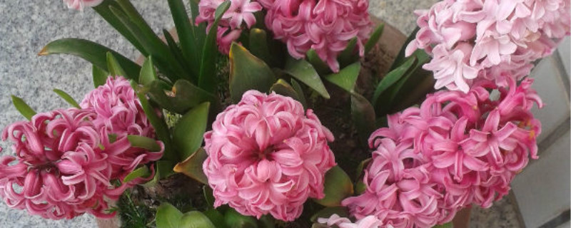 风信子怎么繁殖新种球(风信子是不是开一次花就死了)