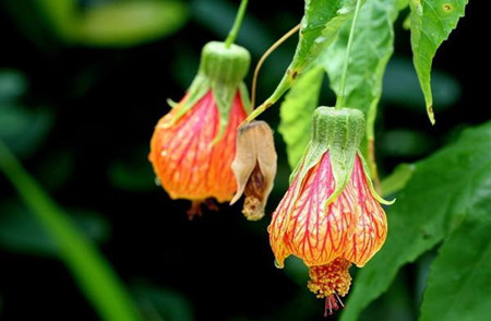 金铃花修剪视频教程