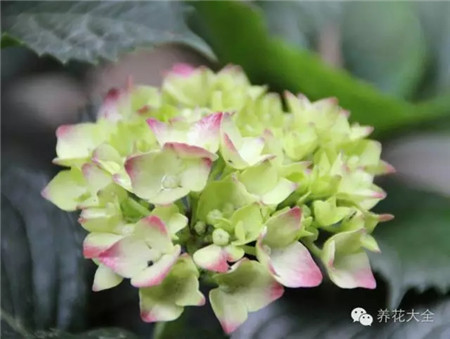 各种花卉养殖方法和注意