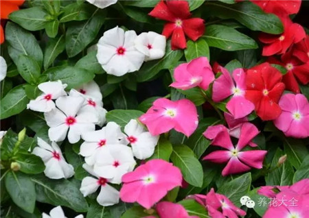 各种花卉养殖方法和注意