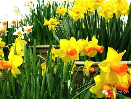 各种花卉养殖方法和注意