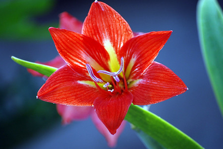 栽朱顶红用大盆小盆