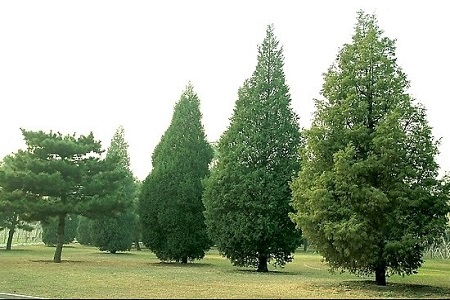 扁柏的功效与作用禁忌和副作用