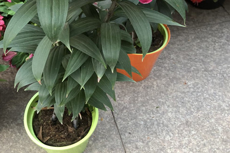 百合花种球好养吗