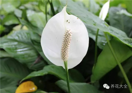 各种花卉养殖方法和注意