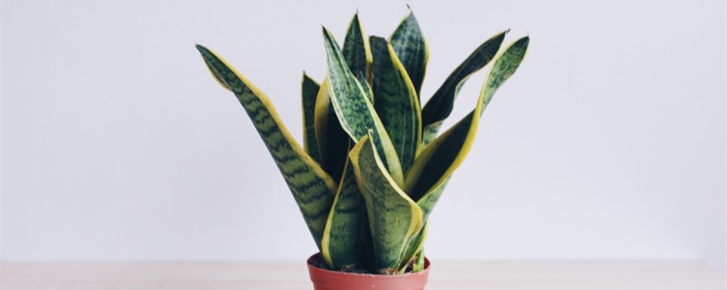 虎皮兰去甲醛吗(虎皮兰去甲醛吗有毒吗)