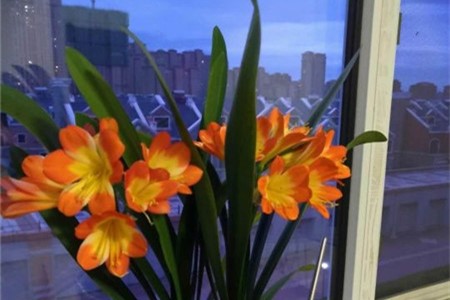 君子兰开花时间几月