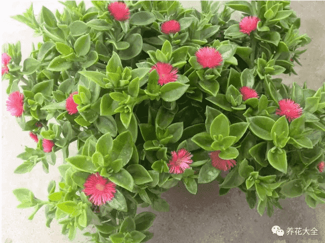 绿萝吊兰怎么种植