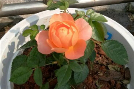 杜鹃如何剪枝?啥时候剪枝