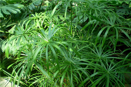 水竹风车草怎么养