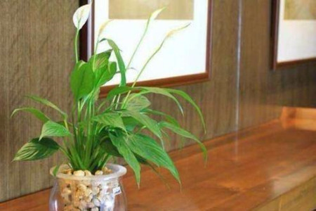 水培白掌不生根怎么办