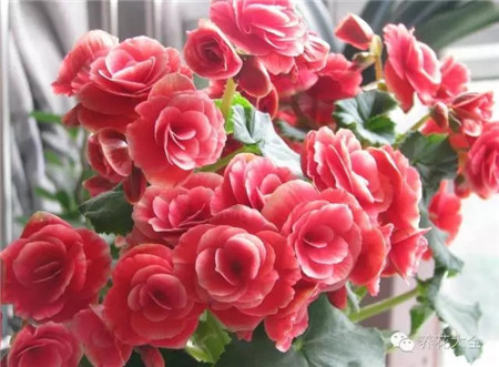 各种花卉养殖方法和注意