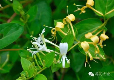 各种花卉养殖方法和注意