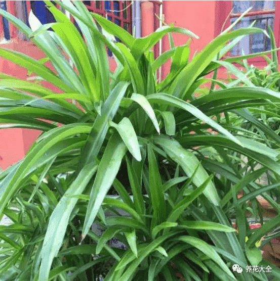 绿萝吊兰怎么种植