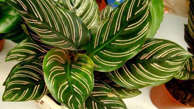 双线竹芋怎么栽种(双线竹芋怎样才能长高)