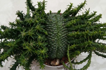 孔雀多久浇一次水