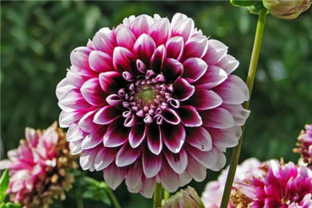 大丽花能过冬吗图片