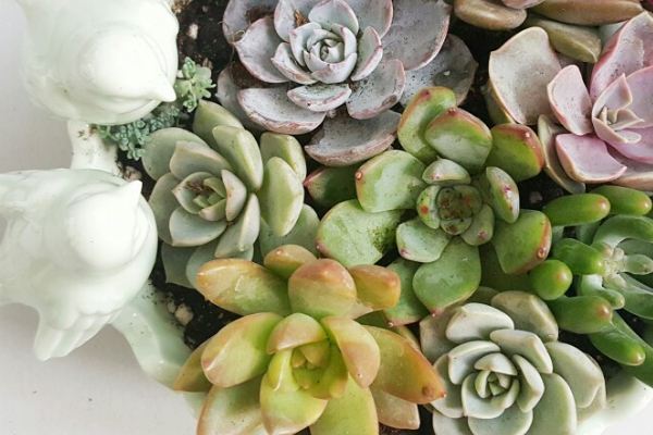 适合北方养殖的常见多肉品种大全！(北方的多肉植物)