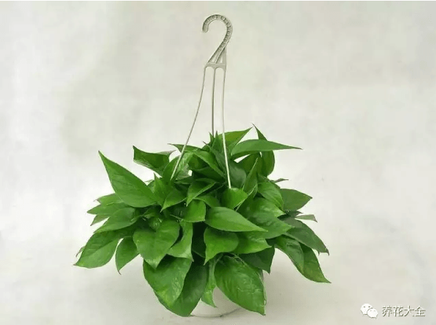 绿萝吊兰怎么种植