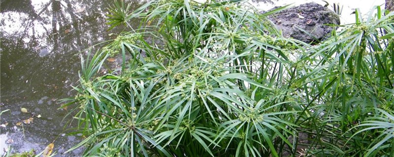 风车草怎么养(水竹风车草怎么养)