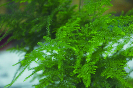 文竹冬天多久浇一次水