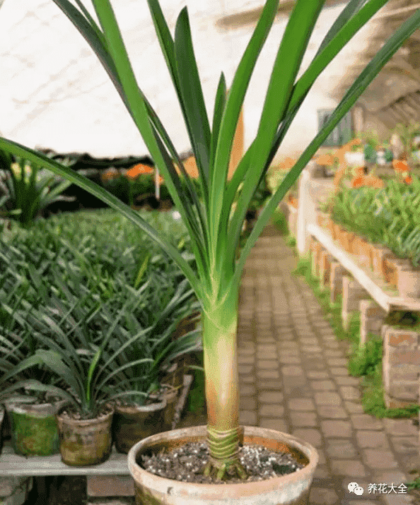 绿萝吊兰怎么种植