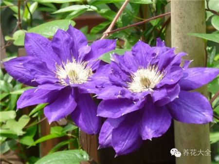 各种花卉养殖方法和注意