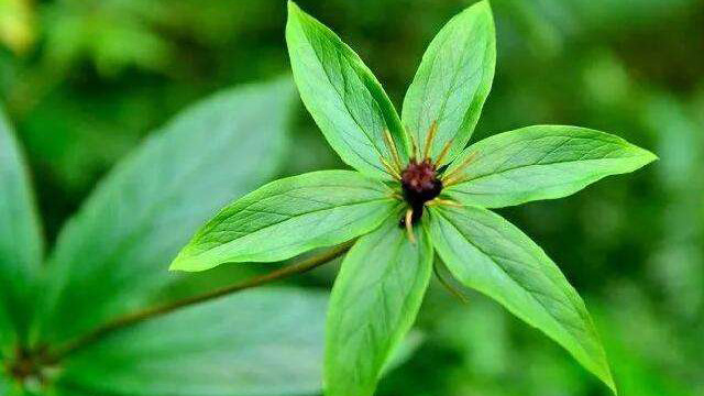 云南重楼与华重楼的区别(云南重楼与华重楼的区别是什么)