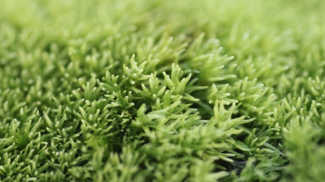 白发藓怎么养(白发藓怎么养才茂盛)