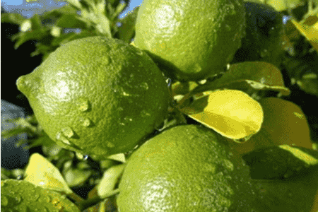 柠檬的种植方法