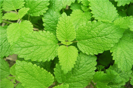 薄荷的功效与作用的功能与主治与用量