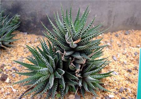 条纹十二卷要晒太阳吗