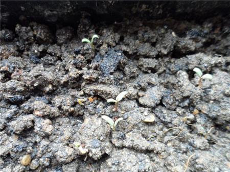 旱金莲播种详解图片