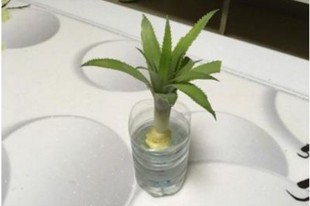 如何往凤梨叶杯里浇水